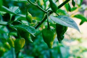 Green Chilly Recipe