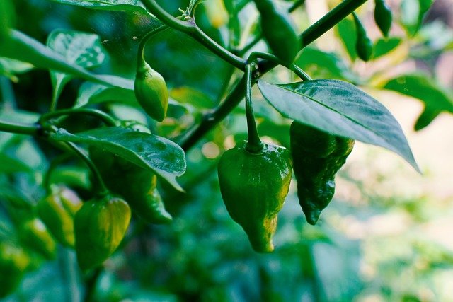How to Make a Green Chilly Recipe for Dinner (The Way My Grandmother Taught Me)